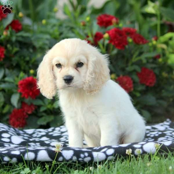 Steph, Cocker Spaniel Puppy