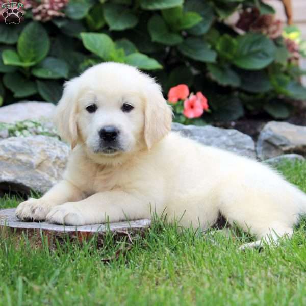 Steve, English Cream Golden Retriever Puppy