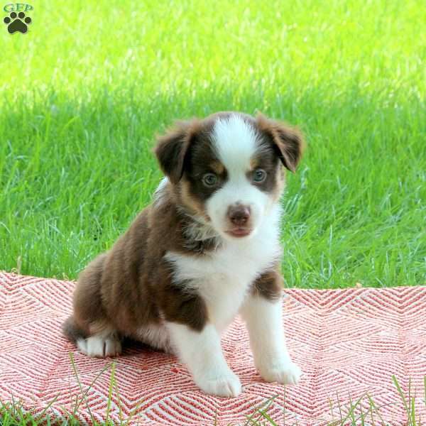 Stevie, Miniature Australian Shepherd Puppy