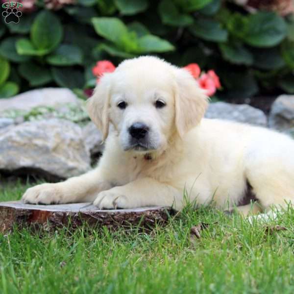 Stew, English Cream Golden Retriever Puppy