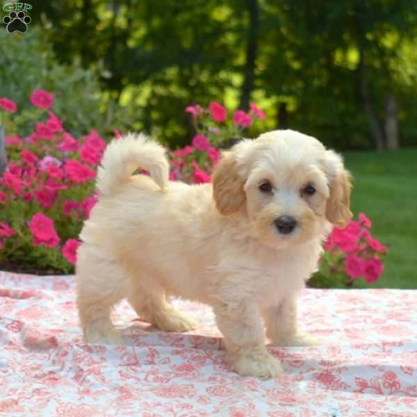 Stewart, Maltipoo Puppy