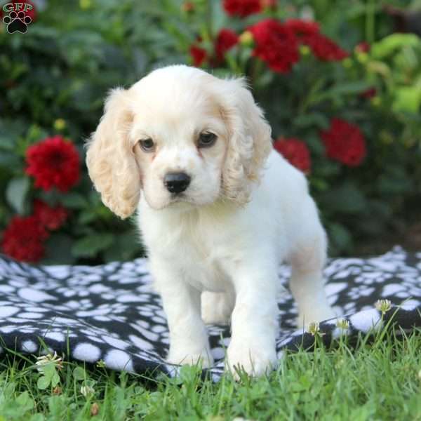 Stewart, Cocker Spaniel Puppy