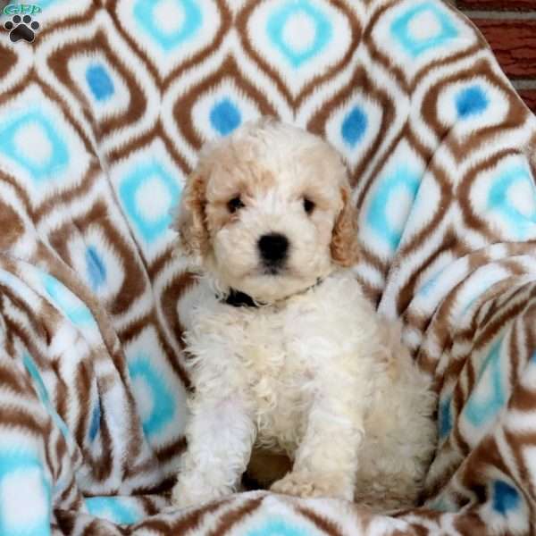 Stewart, Miniature Poodle Puppy