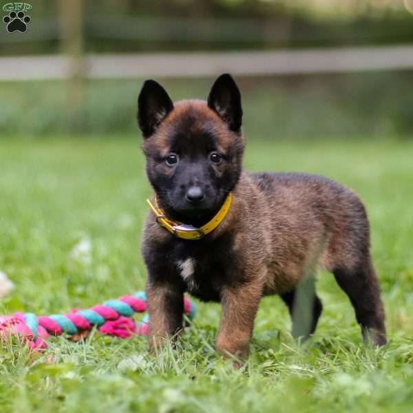 Stormi, Belgian Malinois Puppy