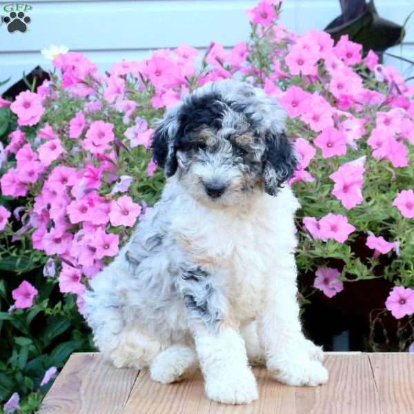 Stormy, Mini Bernedoodle Puppy