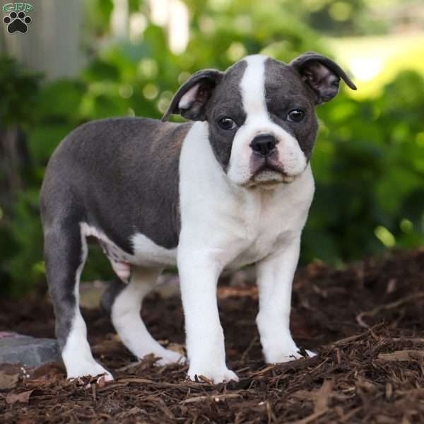 Striker, Boston Terrier Puppy