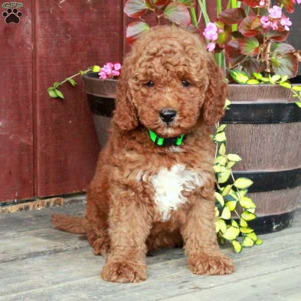 Stuart, Mini Goldendoodle Puppy