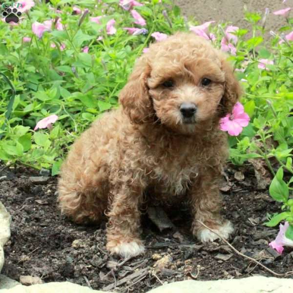 Sugar, Toy Poodle Puppy