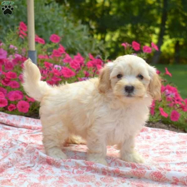 Sugar, Maltipoo Puppy