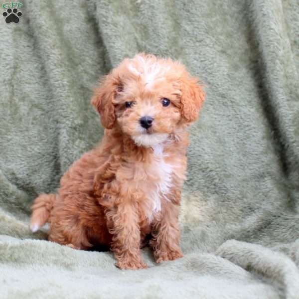 Sugar, Cavapoo Puppy