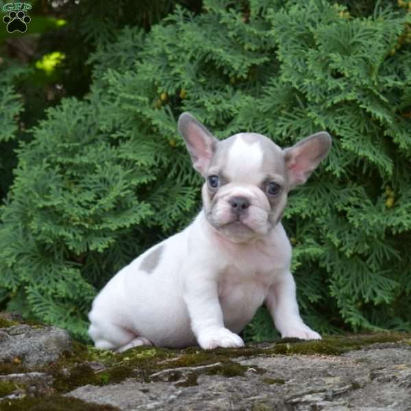 Sugar, French Bulldog Puppy