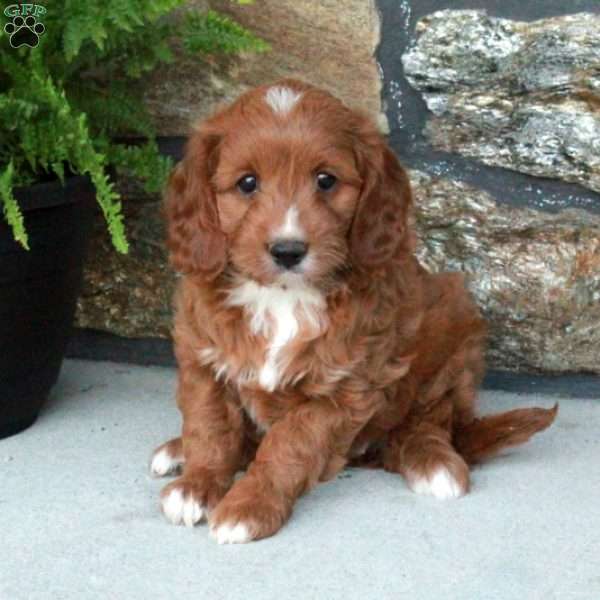 Sugar, Cavapoo Puppy