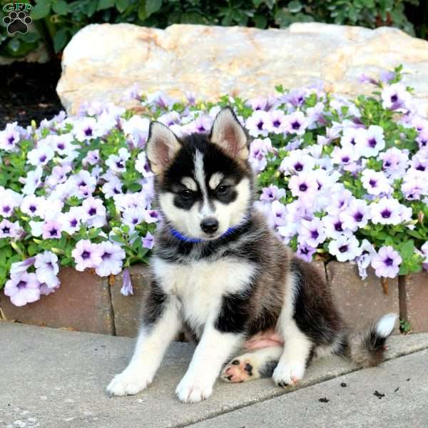 Sugar, Pomsky Puppy