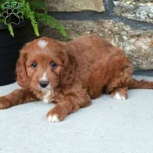 Sugar, Cavapoo Puppy