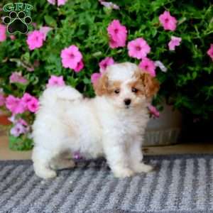 Havapoo Puppies For Sale - Greenfield Puppies