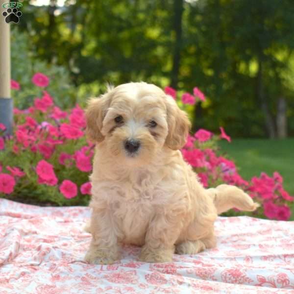 Summer, Maltipoo Puppy