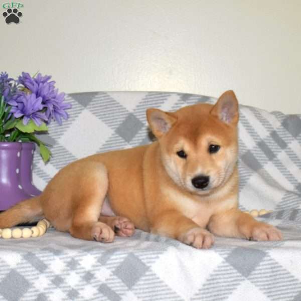 Summer, Shiba Inu Puppy