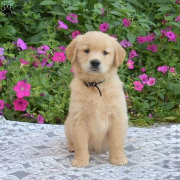 Summer, Golden Retriever Puppy