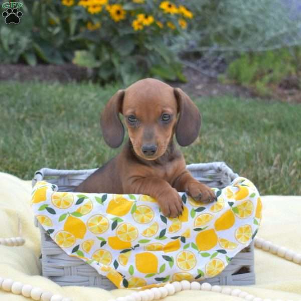 Summer – Mini, Dachshund Puppy