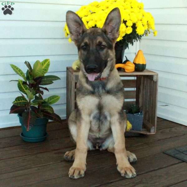 Summer, German Shepherd Puppy