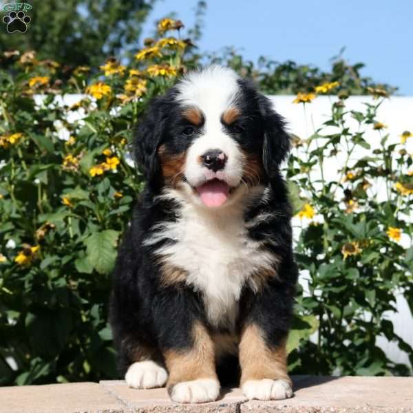 Sunflower, Bernese Mountain Dog Puppy