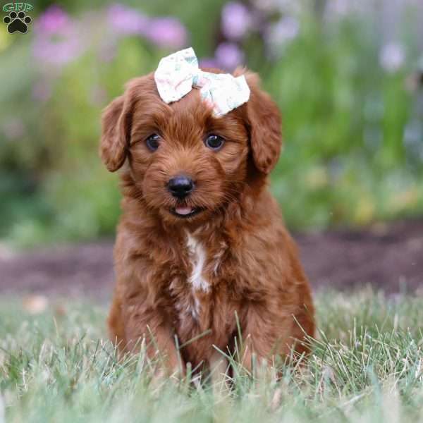 Susie, Goldendoodle Puppy