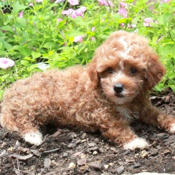 Sutton, Toy Poodle Puppy