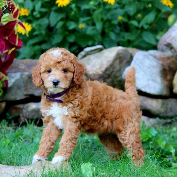 Suzy, Miniature Poodle Puppy