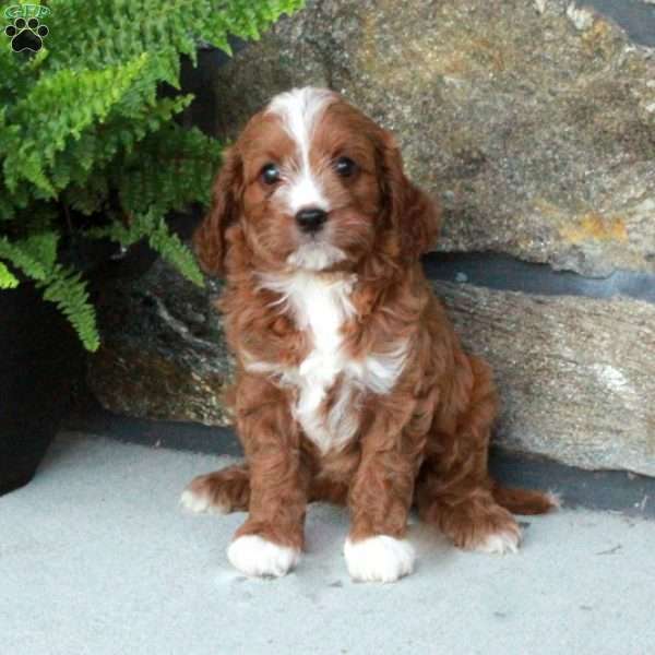 Sweetie, Cavapoo Puppy