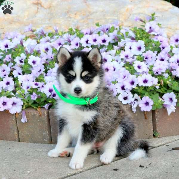 Sweetie, Pomsky Puppy