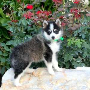 Sweetie, Pomsky Puppy