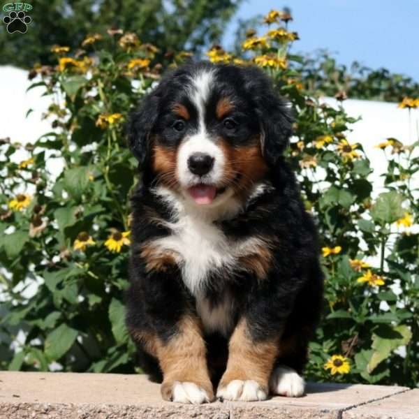 Sweetpea, Bernese Mountain Dog Puppy