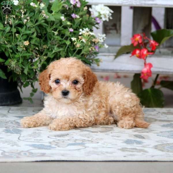 Sweets, Cavapoo Puppy