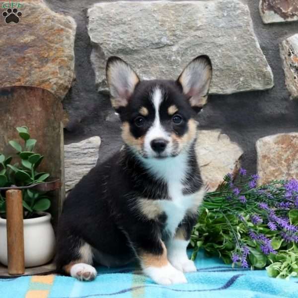 Sylvie, Pembroke Welsh Corgi Puppy