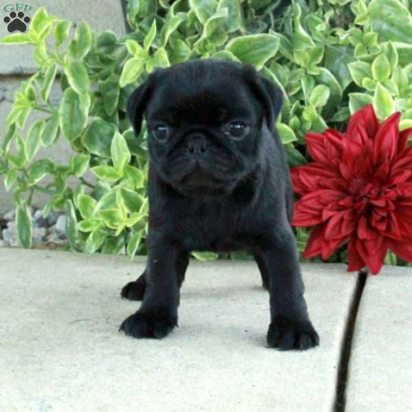 Tabby, Pug Puppy