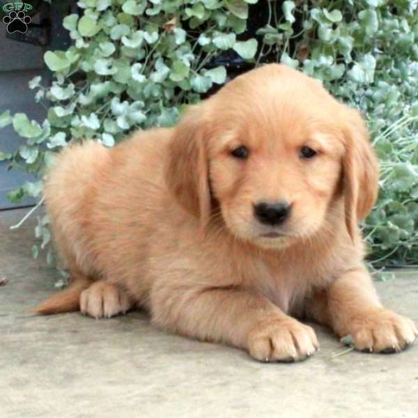 Tabitha, Golden Retriever Puppy