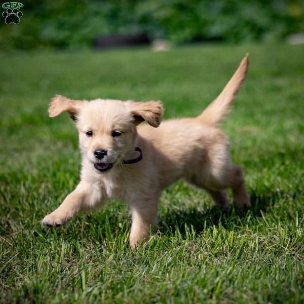 Taffy, Golden Retriever Puppy