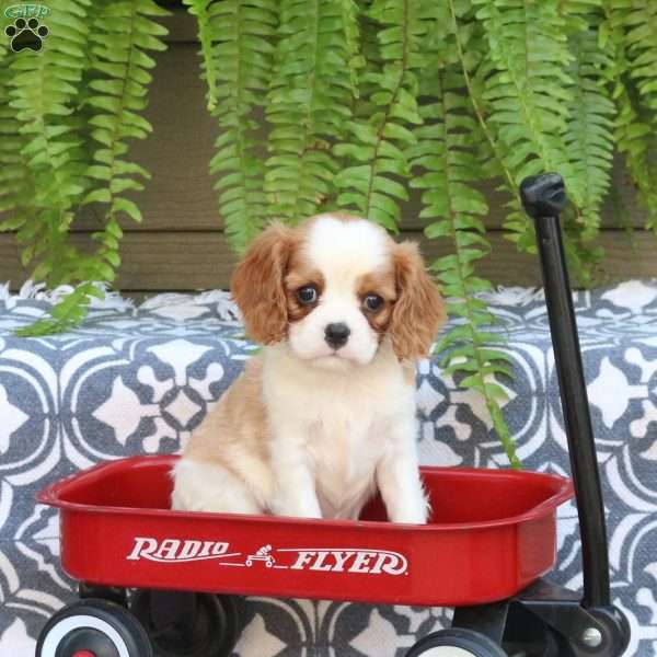 Taffy, Cavalier King Charles Spaniel Puppy