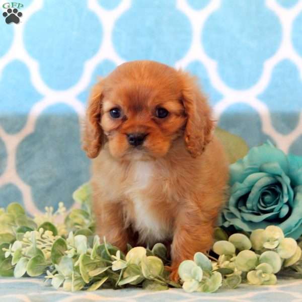 Taffy, Cavalier King Charles Spaniel Puppy