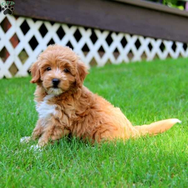 Tammy, Goldendoodle Puppy