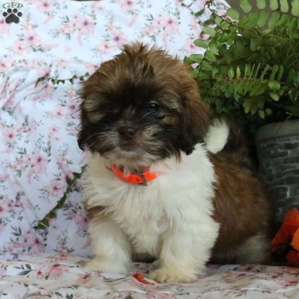 Tammy, Shih Tzu Puppy