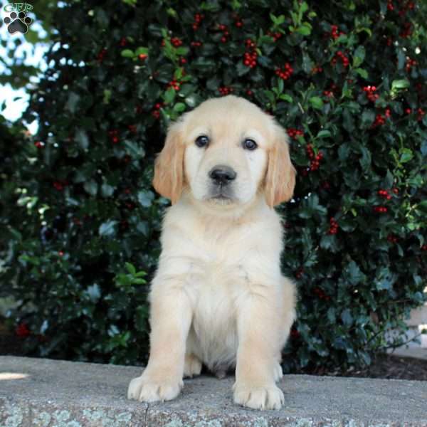 Tanker, Golden Retriever Puppy