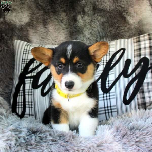 Tanner – Cardigan, Pembroke Welsh Corgi Puppy