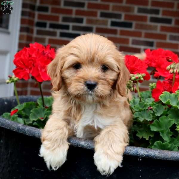 Tanner, Cavapoo Puppy