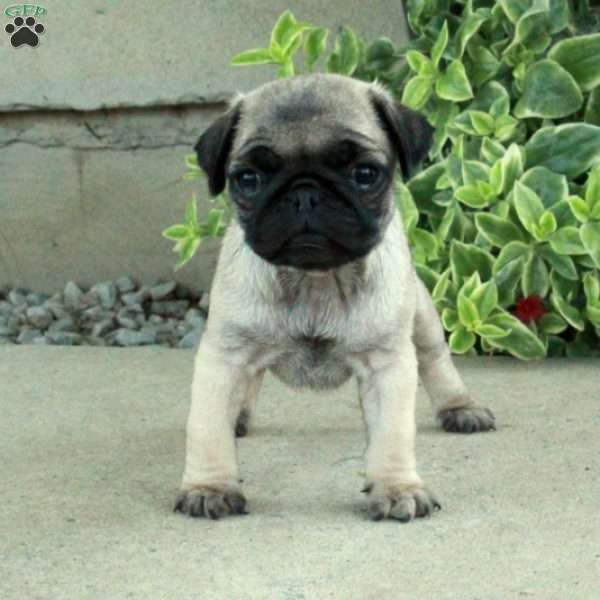 Tara, Pug Puppy