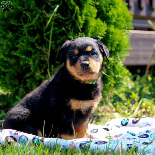 Tara, Rottweiler Puppy