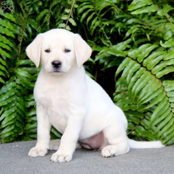 Tara, Yellow Labrador Retriever Puppy