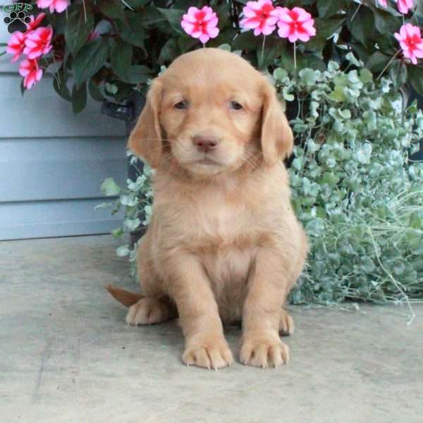 Tasha, Golden Retriever Puppy