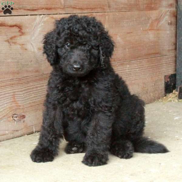 Tate, Goldendoodle Puppy