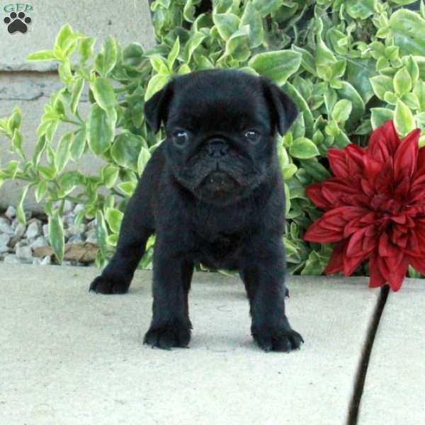 Tate, Pug Puppy